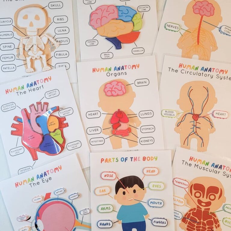 Human Anatomy Activity Bundle - Image 4