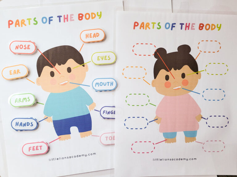 Human Anatomy Activity Bundle - Image 2
