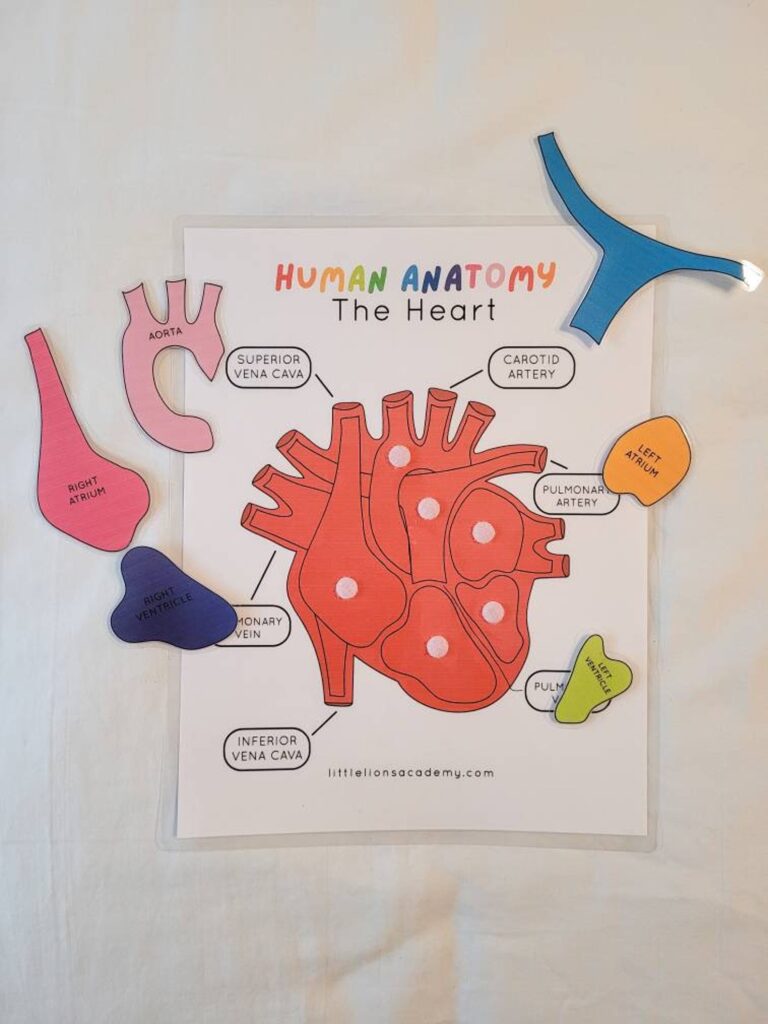Human Heart Anatomy Puzzle - Image 4