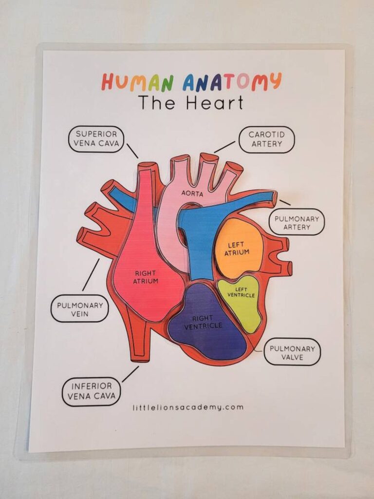 Human Heart Anatomy Puzzle - Image 3