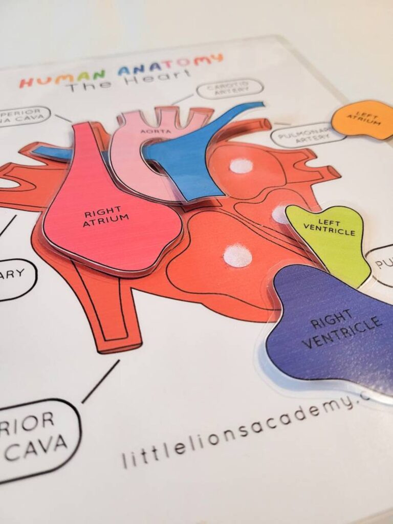 Human Heart Anatomy Puzzle - Image 2