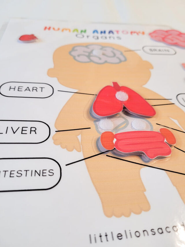 Human Organs Anatomy Activity - Image 2