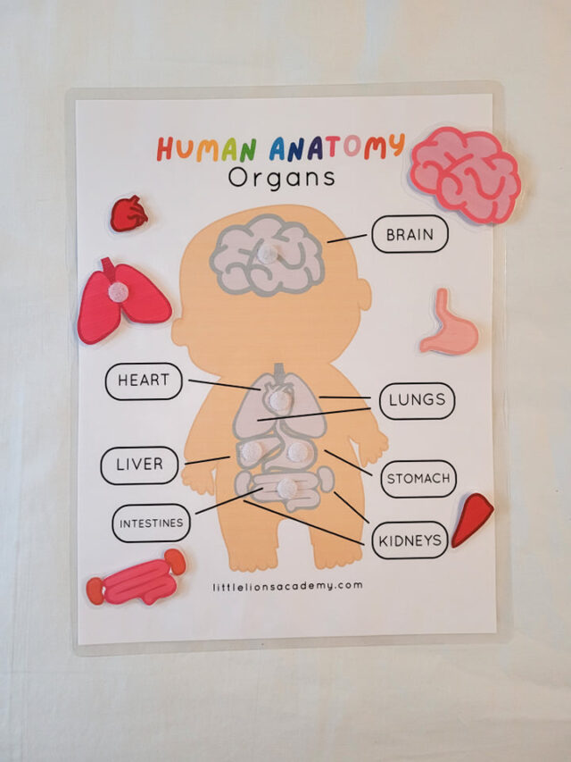 Human Organs Anatomy Activity - Image 3