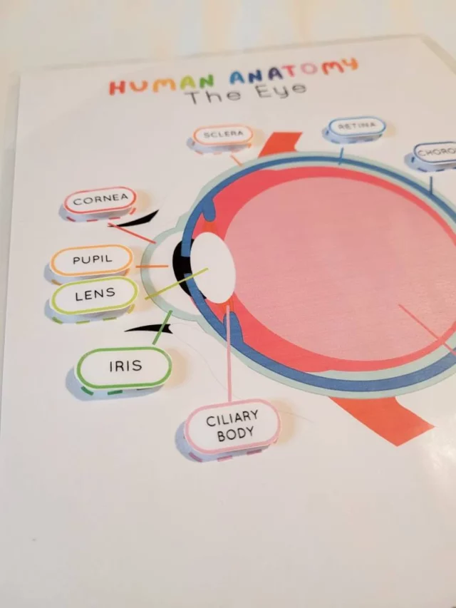 Eye Anatomy Puzzle - Image 4