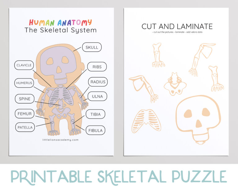Skeletal System Activity - Image 2